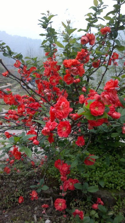 富贵王子海棠开什么花？