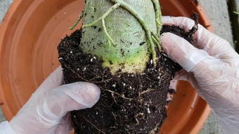 浸种催芽、分层补水、间歇浸盆：唤醒种子生命力的方法