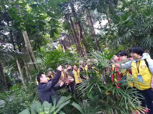 花草树木：生命的映照