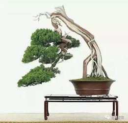 造型五针松， 养护管理有技巧