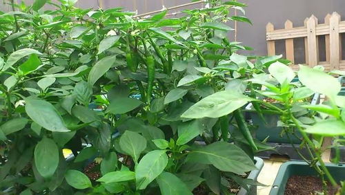 “木芙蓉扦插速成花果，快速开花结果秘诀！”