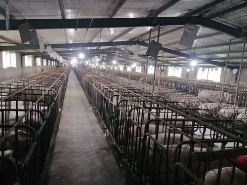 畜牧养殖数据化管理：精准育雏