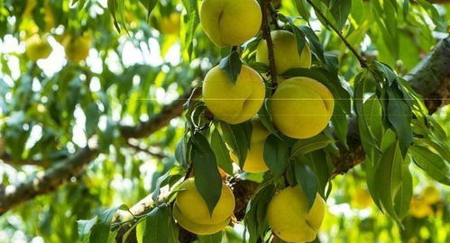 黄桃种植揭秘：是否毛茸茸？无虫害的秘诀分享！