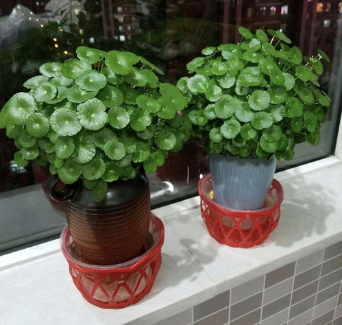 夏季与冬季的种植小贴士