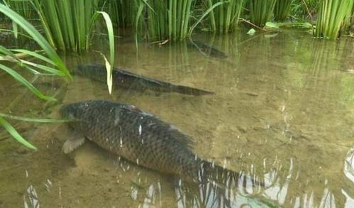 防治稻飞虱的注意事项