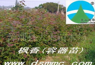 北方干旱地区造林苗木种类探秘