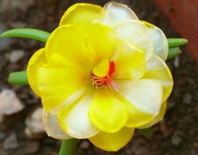 蒜香藤，花园里的颜值担当