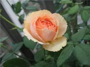 大花微型月季的品种和特点介绍