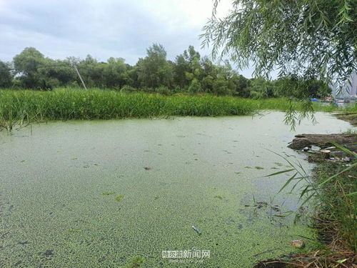 浮萍寓意自由，它漂泊不定