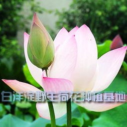 荷花的水中生活