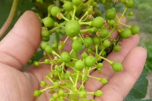 观点：茣茱萸播种别被