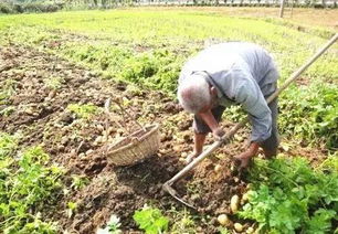 选择合适的除草剂：保护土壤，提高产量