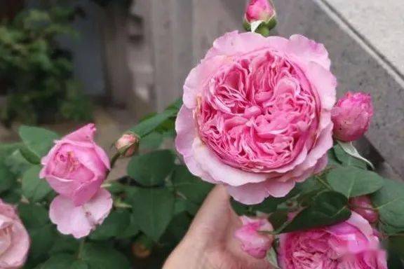 修剪前的小心思