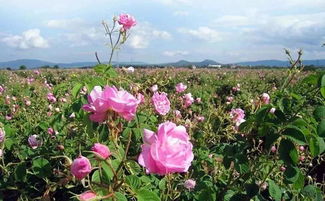 土壤选择，讲究多