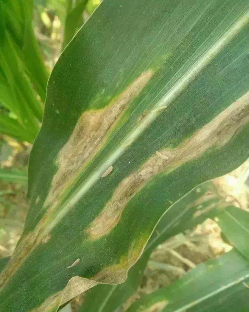 叶斑类病虫害的防治