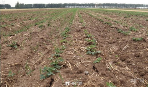 不同地区种植差异大