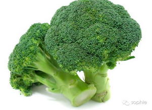 选择合适的品种