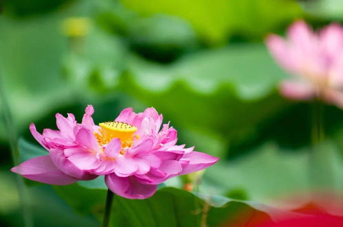 七月份种荷，合适吗？