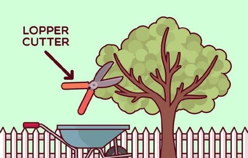 园艺修剪的分类：短截与疏剪