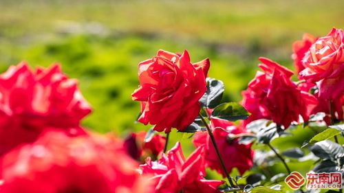 月季品种大揭秘