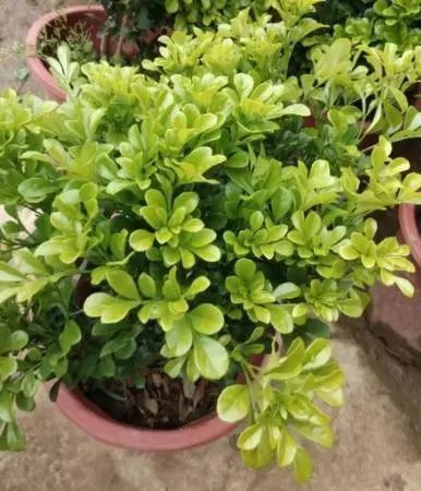 米兰花修剪技巧，如何打造独特造型