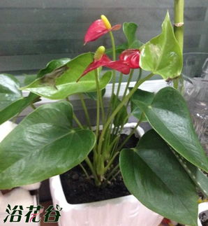 冬天红掌叶子发黑的原因及补救措施