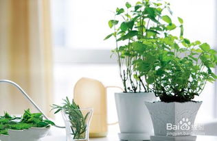 吸收甲醛的植物有哪些？这几种吸附能力超强