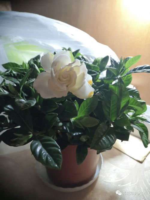 玫瑰花种子，播种时间有讲究哦！