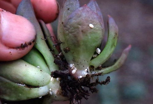 蚧壳虫的防治难题