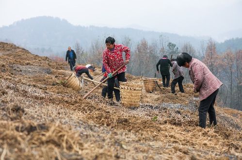 金银花移栽最佳时间：春季或秋季