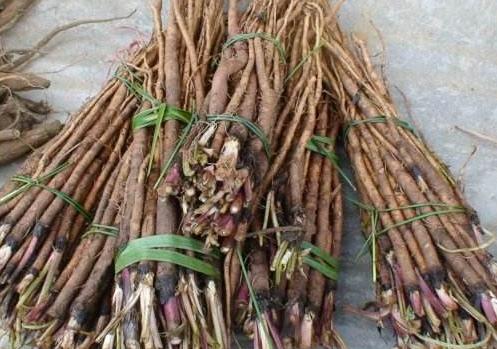 柴胡幼苗控水的重要性