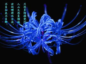 彼岸花，又名曼珠沙华