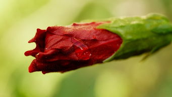 灼伤， 夏日阳光要小心