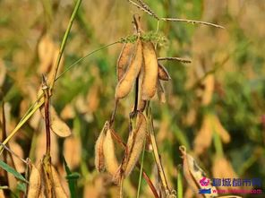 丹参种子成熟时间