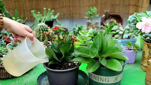 修剪促花， 光照调节