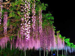 果实奇特，别有风味