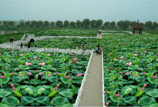 荷花种植， 地点有讲究