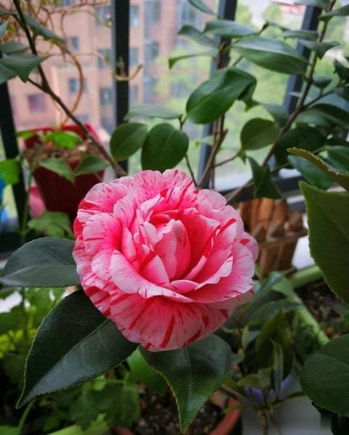 茶花种植的注意事项