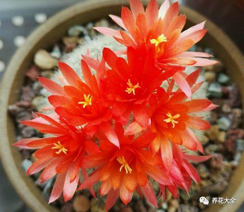 仙人球品种会开花？这些品种你见过吗