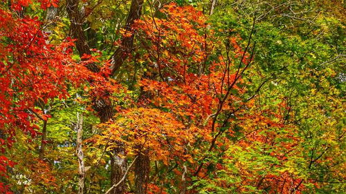 元宝枫叶籽的采集，得堪天意还是人心？