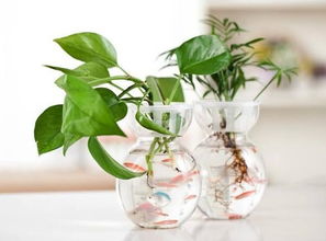 水培花的清新风