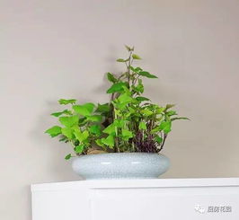 红薯叶阳台种植，如何让绿叶繁茂