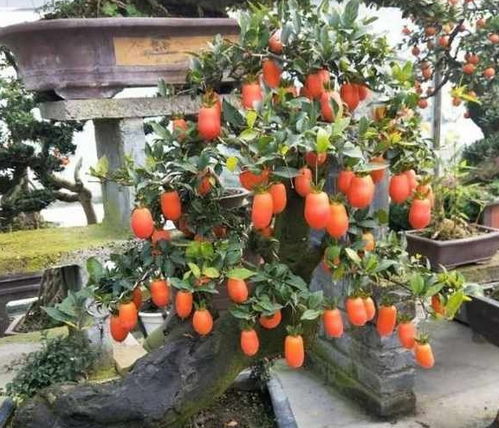 金弹子的耐寒性能如何，它能够承受的最低温度是多少呢