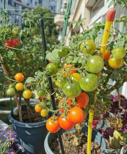 千佛手耐寒吗？冬季不怕冷！