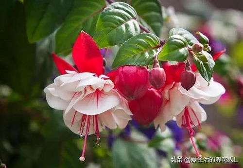 “如何根据灯笼花的栽种与养护方法打造出美丽庭院