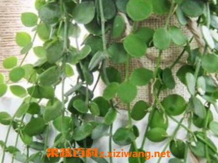 实测数据：该方案使单盆枝条量达15条，比常规繁殖快3倍！