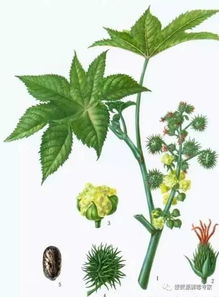 蓖麻叶治疗关节炎真的有效吗？揭秘真相呃！