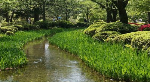 蒲草的神奇生长地