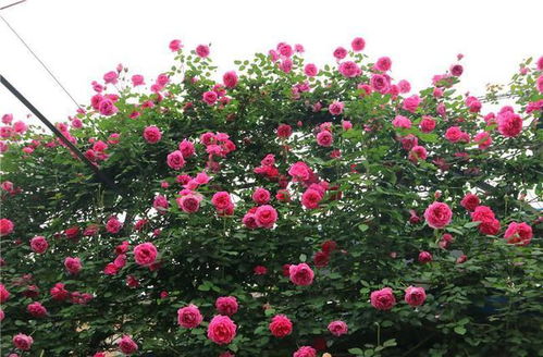 适度水肥，关键在这里