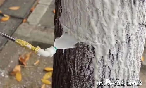 防寒保暖， 保护树木